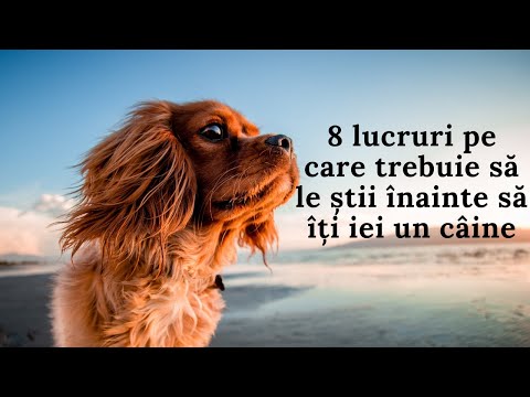 Video: Lista De Verificare A Uraganelor Pentru Animale De Companie: 15 Lucruri Pe Care Trebuie Să Le Pregătiți Pentru Sezonul Uraganelor