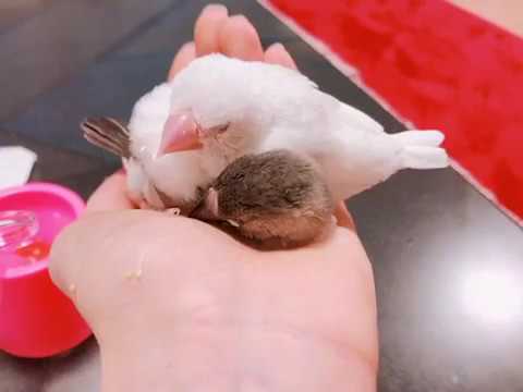 【文鳥のひな】食後のおねむ。つる＆から。 桜文鳥と白文鳥
