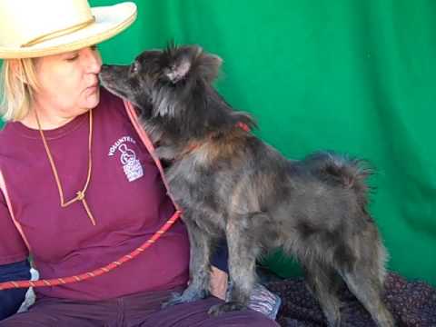puppy paradise A5037035 Browny | Pomeranian Puppy