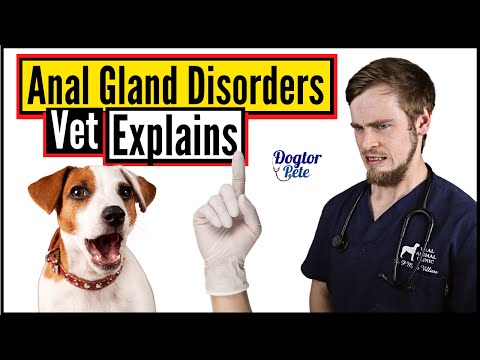 THIS Is Why Your Dog Has Anal Gland Disease And Here Is How You Can Treat It | Vet Explains