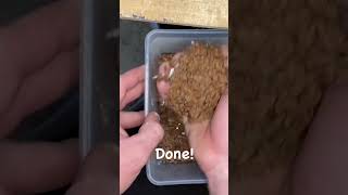 Collect THOUSANDS of Milkweed seeds the easy way! Collect THOUSANDS of Milkweed seeds the easy way!