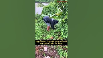 Cá lóc thật sự có thể ăn thịt vịt con, hung dữ quá!