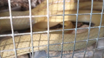 Bẫy Rắn Khu Rừng Già Không Có Mưa Vài Cái Kết Út Lãng Tử 2