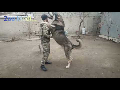 Питомник Волкодавов Мурада(Таджикистан)... собаки Великаны/Giant dogs...