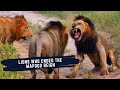 RISE AND FALL OF SELATI MALE LIONS - LIONS THAT ENDED THE MAPOGO REIGN IN SABI SAND GAME RESERVE