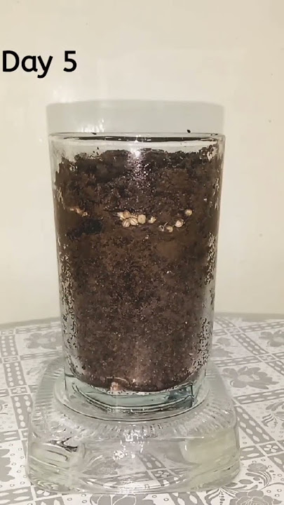 Growing coriander time-lapse