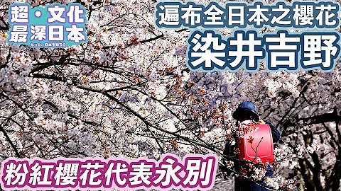 【最深日本】樱花特辑 最美品种染井吉野长满日本之谜 | 追寻来源超越120年终获解扣 | 战争为日本全国加添粉红色彩 | 靖国神社和樱花的关系【超文化】 - 天天要闻