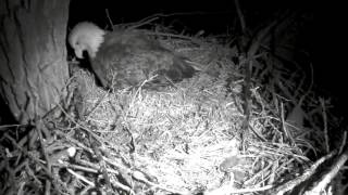 Decorah Eagles,Mom Laying Egg #3 Congratulations Mom \& Dad 2\/25\/16