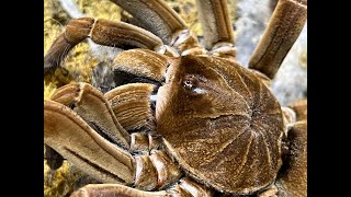 The Theraphosa stirmi project a recap