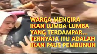 DIKIRA IKAN LUMBA-LUMBA TERNYATA IKAN PAUS PEMBUNUH