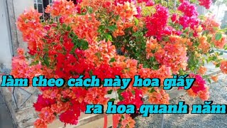 làm theo cách này hoa giấy ra hoa quanh năm