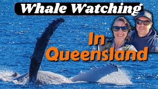 Whale Watching Tours in Queensland - Everything you need to know!