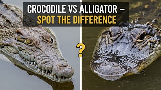 Crocodile vs Alligator | What’s the Difference?