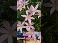 Pim Champoo Rainlily flowers