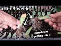 HOW TO PROPAGATE SUCCULENTS STEP BY STEP! ||  Experiment Potting Mix :)