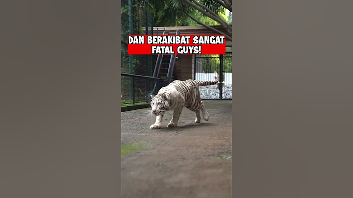 BEGINI AKIBATNYA JIKA MEMBELAKANGI HARIMAU !