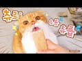 고양이 츄르 만들기 완전쉽고 고영양식 츄르츄릅♥