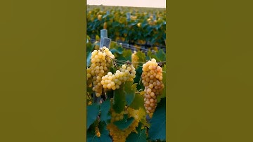 Gold.Grapes.2024 #grapevine #fruit #grapegrowing #wine #grapeharvest #farming #grape #vineyard