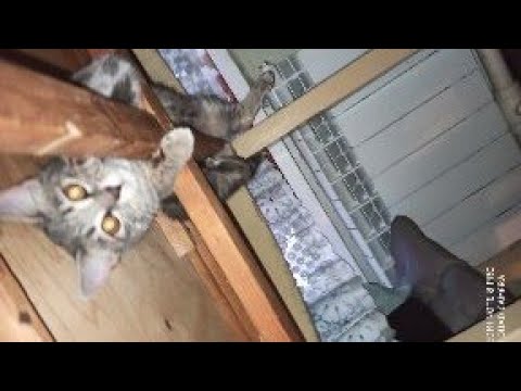 Хоризон 2 машины