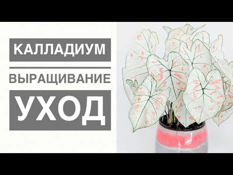 КАЛЛАДИУМ. Уход в домашних условиях, особенности растения