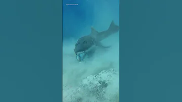 Shark v Octopus Battle