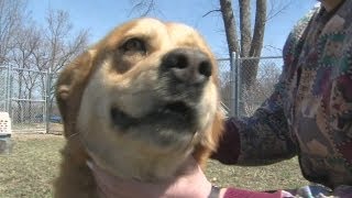 Dog thrown in river, saved by samaritan