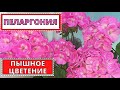 ПЕЛАРГОНИЯ - как добиться пышного цветения. Мои советы по уходу