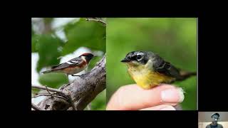 Fall Warbler Identification Evening 2020