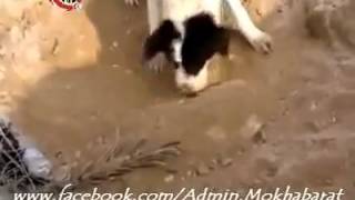 Dog burying a dog (his dead friend)