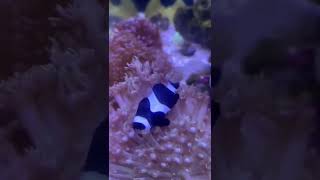 New addition..Clownfish.. Torch coral n goniopora #reeftank #coral #marinelife #aquarium #fish