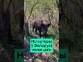 На хуторе в Беларуси живёт кабан. А вы бы хотели такого питомца? / Новости сегодня Беларусь