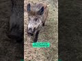 На хуторе в Беларуси живёт кабан. А вы бы хотели такого питомца? / Новости сегодня Беларусь