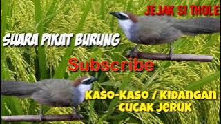 Suara pikat burung kaso-kaso tepus glagah cucak jeruk  paling manjur dan ampuh #part  010