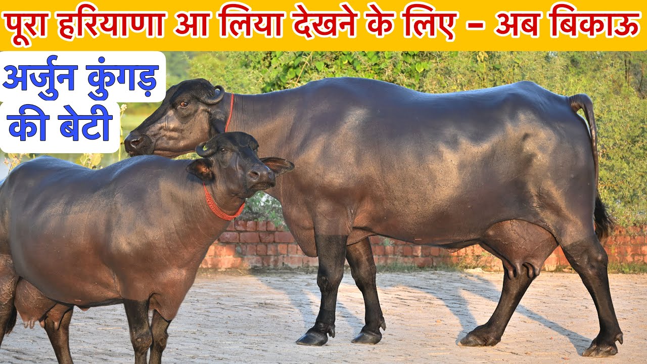 पूरा हरियाणा आ लिया देखने - अर्जुन कुंगड़ की बेटी । ऐसा Udder नहीं देखा होगा 📞 85290-29388