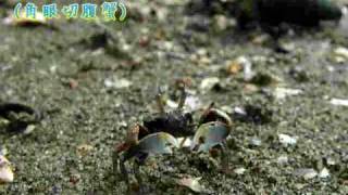 角眼拜佛蟹(角眼切腹蟹)02---連續揮舞雙螯