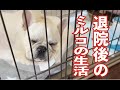 No.460 退屈な療養生活【 二代目フレンチブルドッグのミルコ French bulldog , MIRCO THE SECOND 】