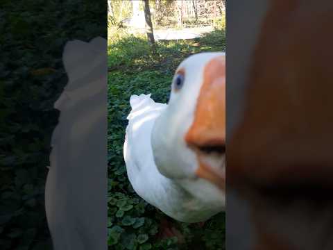 Meet Mila And Sećerlema My Two Princesses 