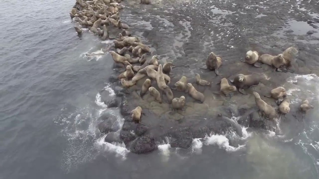 弁天島にトドの群れが来ました Youtube