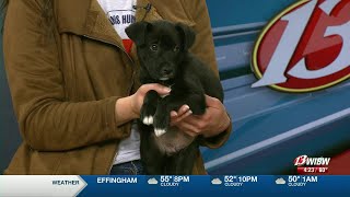 Meet 'Chief' from the Helping Hands Humane Society