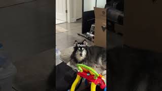 finally did something right by my husky 😅

#dogmom #husky #dogfamily