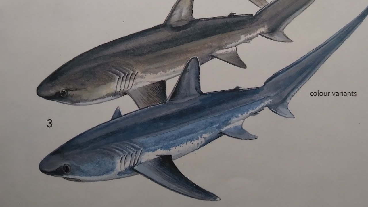 How To Draw a Common Thresher Shark