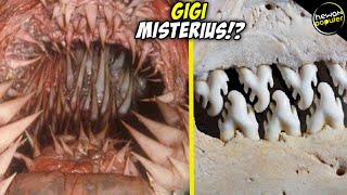 Sulit Dipercaya Tumbuh Ratusan Gigi Di Dalam Mulut Hewan Ini.