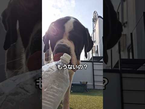 【超大型犬】こうしてあげると飲みやすい💕NANAちゃんの飲み方 　#犬 #セントバーナード #shors