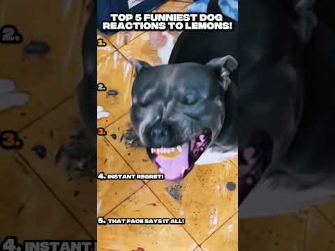 Top 5 Dogs Eating Lemons for the First Time – Funny Reactions! #shorts