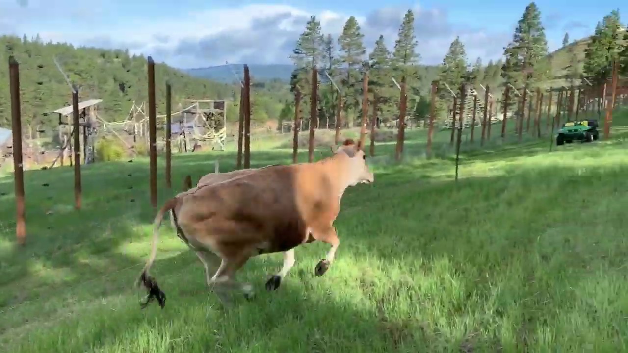 Rescued Cattle Have Another Adventure - YouTube