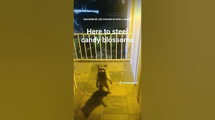 Raccoons stealing in grow a garden be like:🥷💵💵🤑💰#growagardenroblox #raccoon