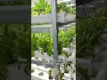 Black & White Hydroponic Channels System Successfully Installed