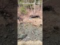 Three Deer Meet by Fate? #Nature #Shorts