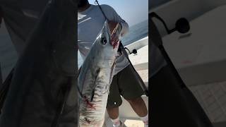 Kingfish with samurai sparrow jig 120g - Qatar 🇶🇦