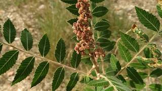 Download Lagu Sumac - Foraging for sour spice in France (Rhus coriaria) MP3